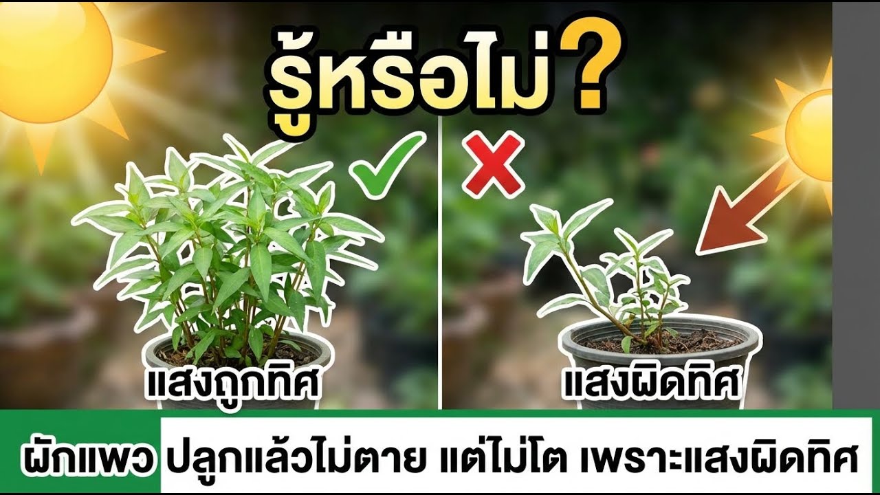 ผักชีลาวไม่ตายแต่ไม่โต? แก้ปัญหาองศาแดดให้ใบเขียวงอกงาม