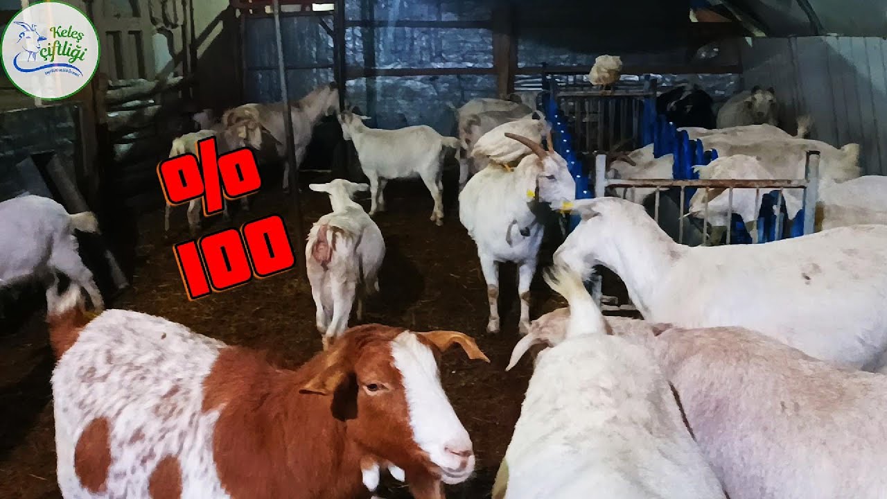 KEÇİ İŞİNİNDE MÜŞTERİ TUTMAK İÇİN UYGULANMASI GEREKEN FARKLI YOLLAR | YENİLİKLERE DEVAM😏