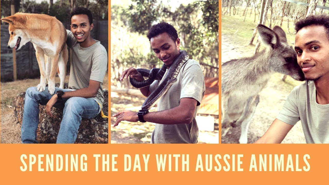 Spending The Day With Aussie Animals (Moonlit Wildlife Sanctuary )