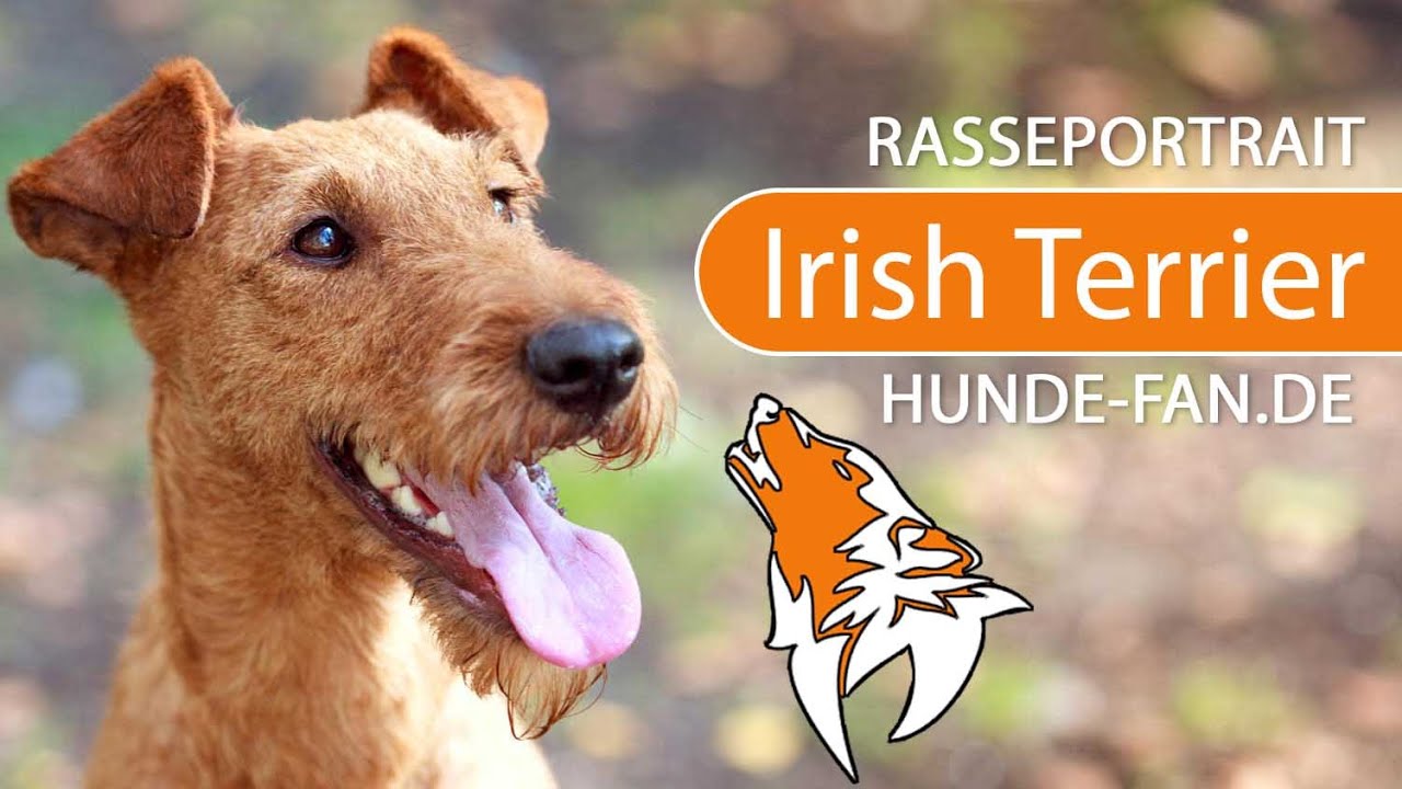 ► Irish Terrier [2019] Rasse, Aussehen & Charakter