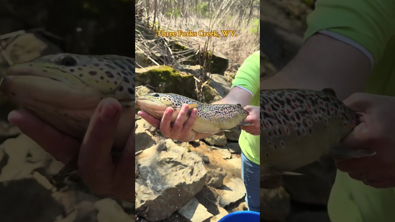 Trout Stocking in WV #fishing #troutfishing #mountains #wv#wvdnr #troutstocking #fish #outdoors