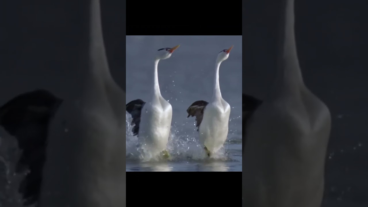 Grebes and their wedding dance