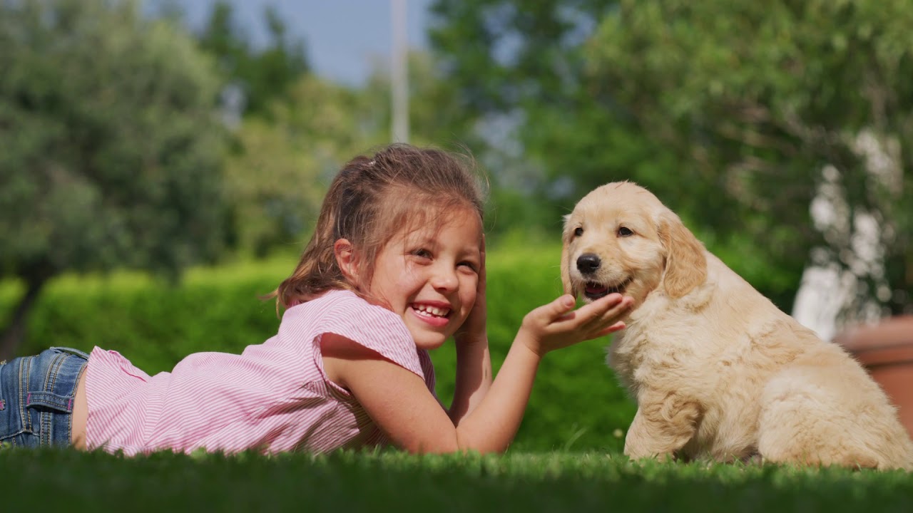 Performadog & iPurr Video Front Page