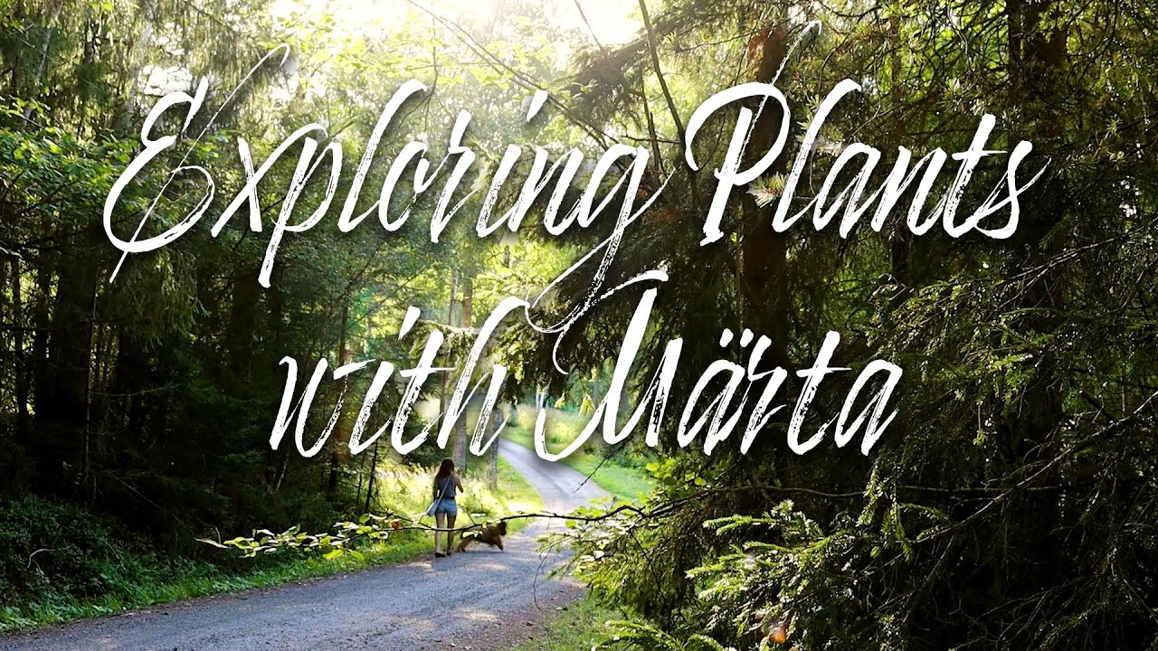 Exploring Edible Plants with M&auml;rta * Lady's Mantle, Red Clover. Moss, Boletus, Meadowsweet