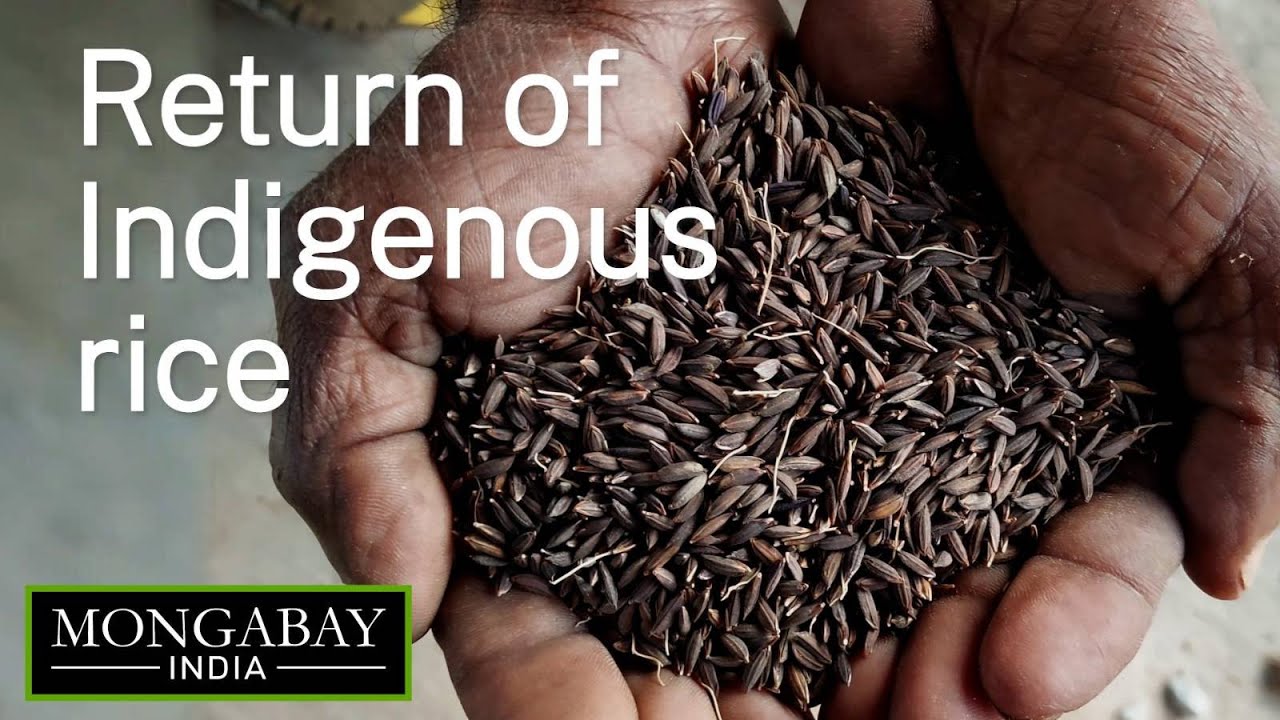 Indigenous rice varieties make a comeback in Jharkhand | Farming