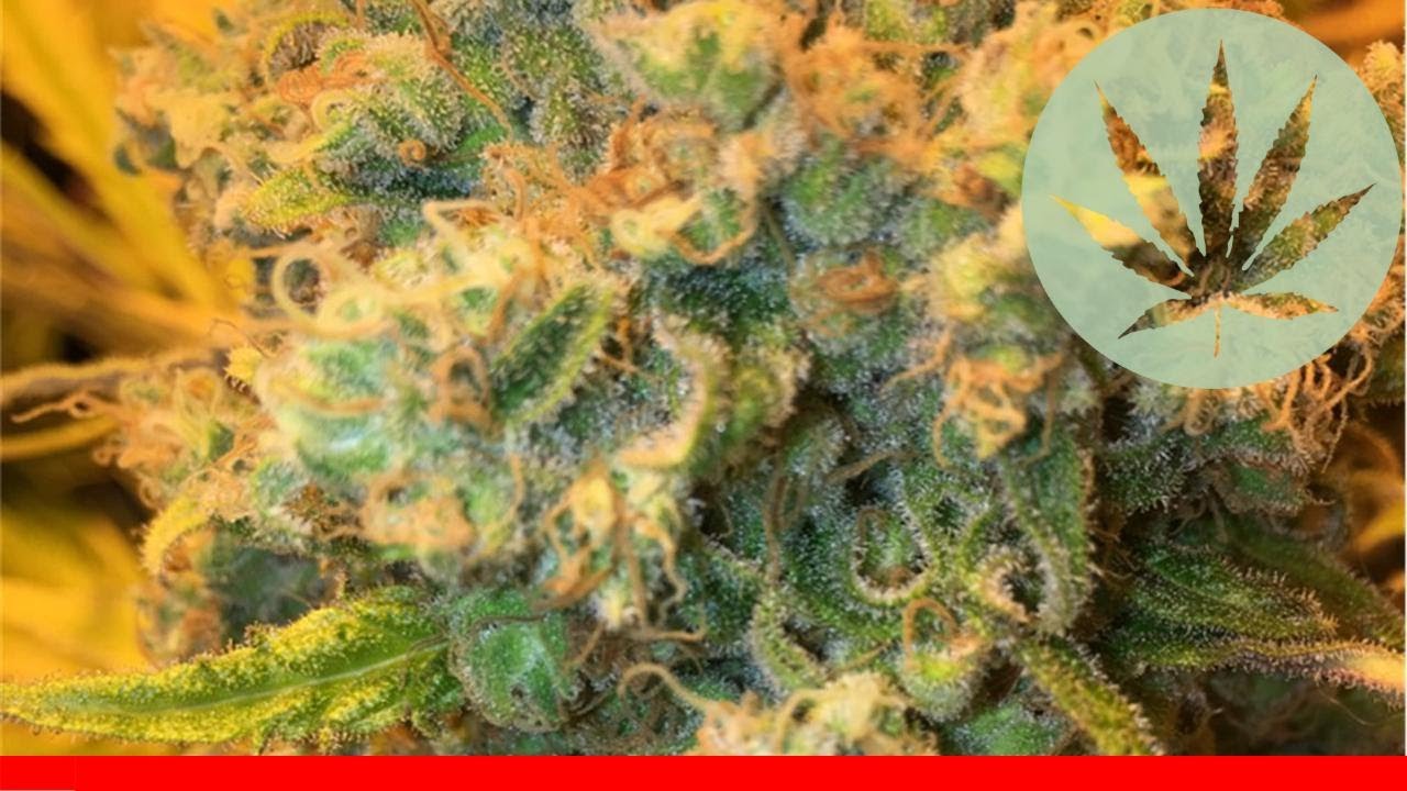 Sensi Skunk - All About This Strain