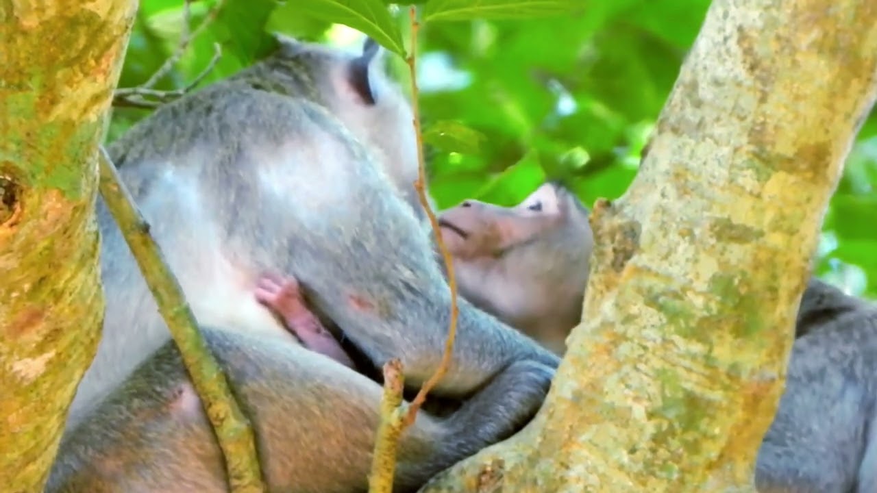Two Orphans mobkeys, One New Life — Jonna and Jazzy Protect Baby Jiva 💛 🥹🌿🥰