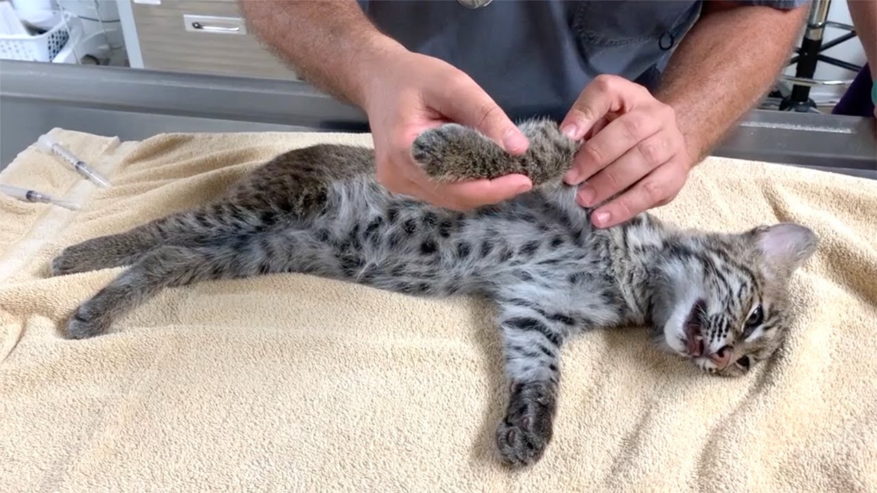 Update On Angel The Baby Bobcat's Recovery