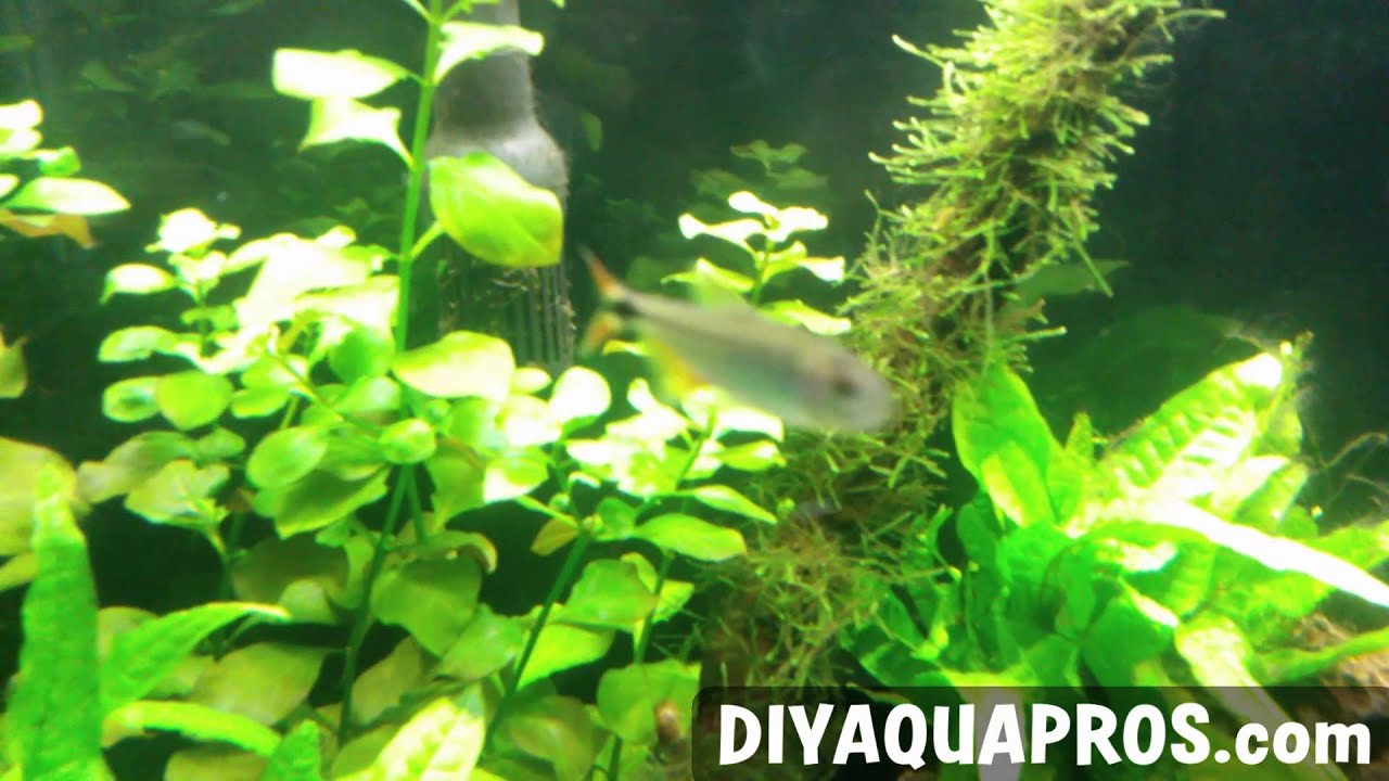 Buenos Aires Tetra Care: Freshwater Fish Profile