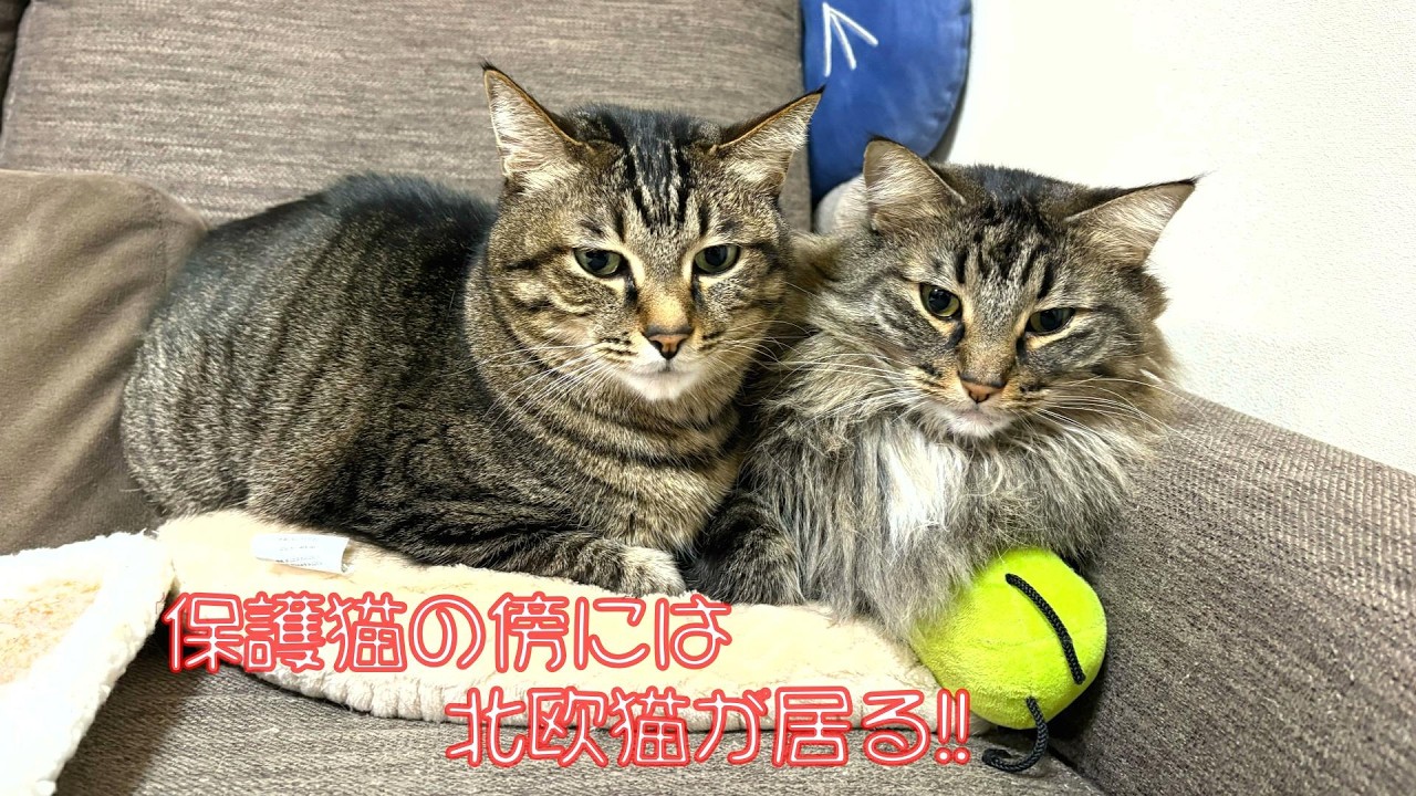 ラブラブな保護猫と北欧猫のベッタリぶり!! #保護猫 #猫の日常 #猫のケンカ