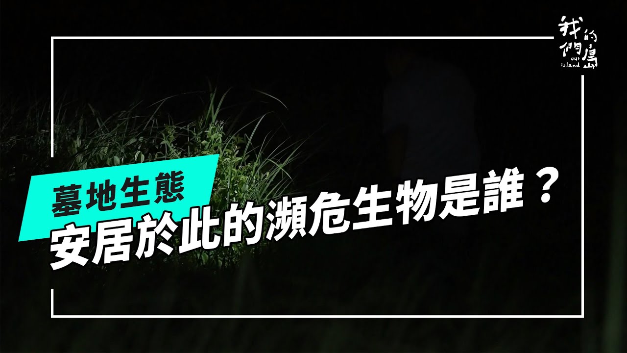 墓地裡的生態秘密｜瀕臨滅絕的昆蟲和植物 以此為家(公視我們的島 第1301集 2025-04-07)
