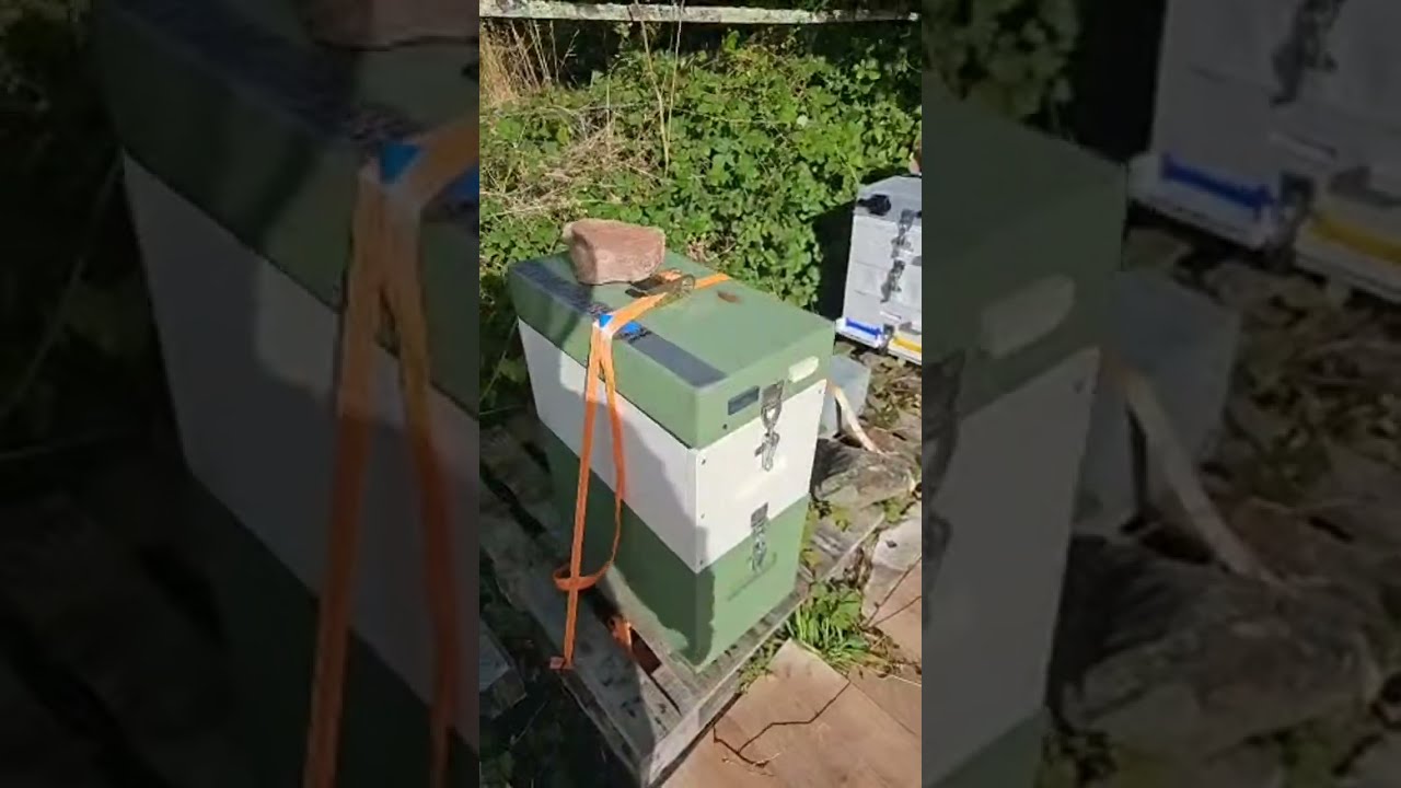 Медоносное стадо живо и питается зимой.