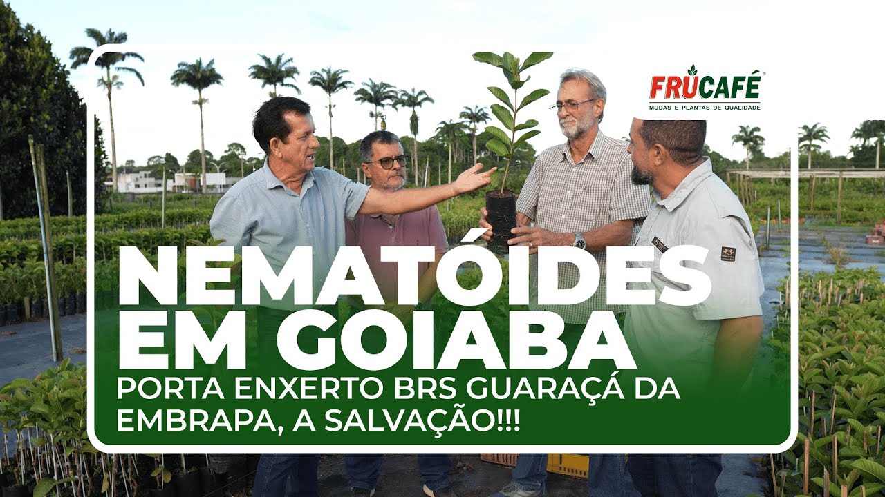 Como o BRS Guaraçá resolve o problema letal dos Nematóides em Goiabeiras?