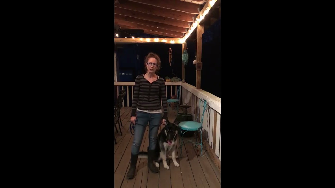Board and Train HYBRID - Bo Beginning Leash, Stop Pulling