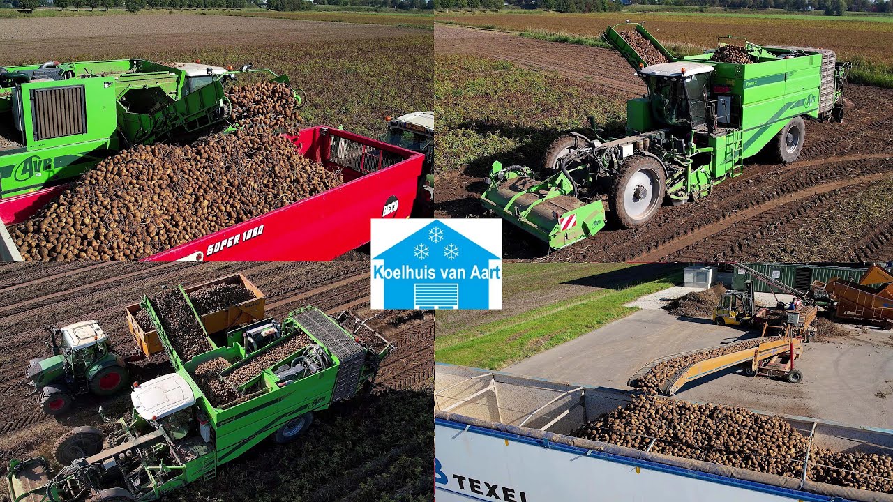 Aardappels rooien | Harvesting potatoes | Kartoffelernte |  AVR Puma | Fendt |  Beco | AB Texel