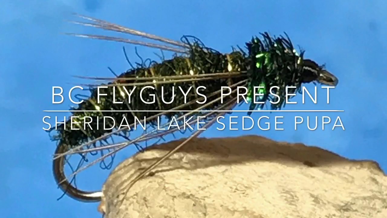 Sheridan Lake Sedge Pupa Fly Pattern