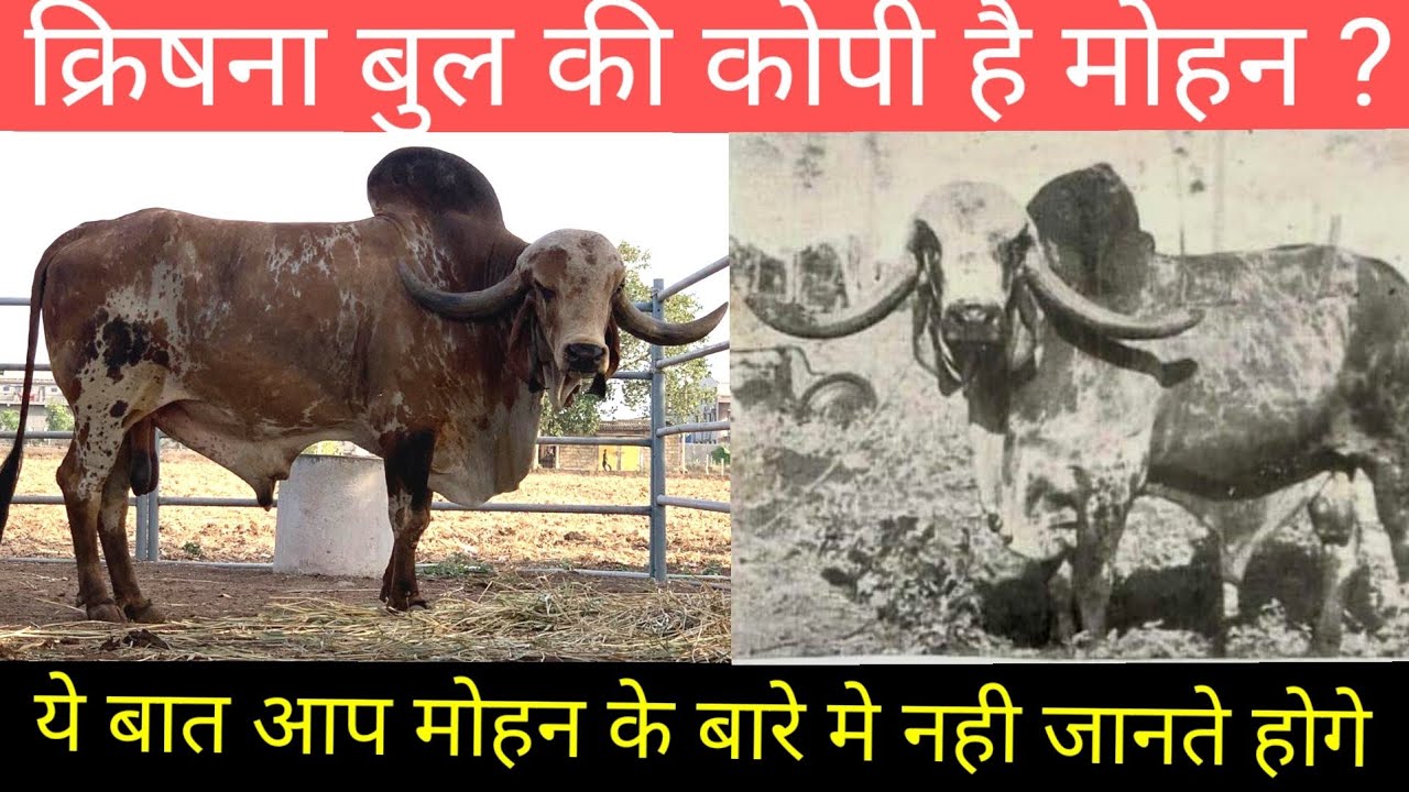 Mohan gir bull in gopidhan gir gaushala rajkot