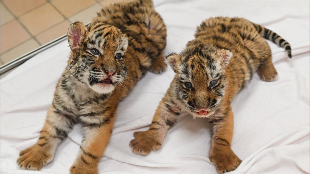 【アーカイブ配信】アムールトラの赤ちゃんライブ配信🐯