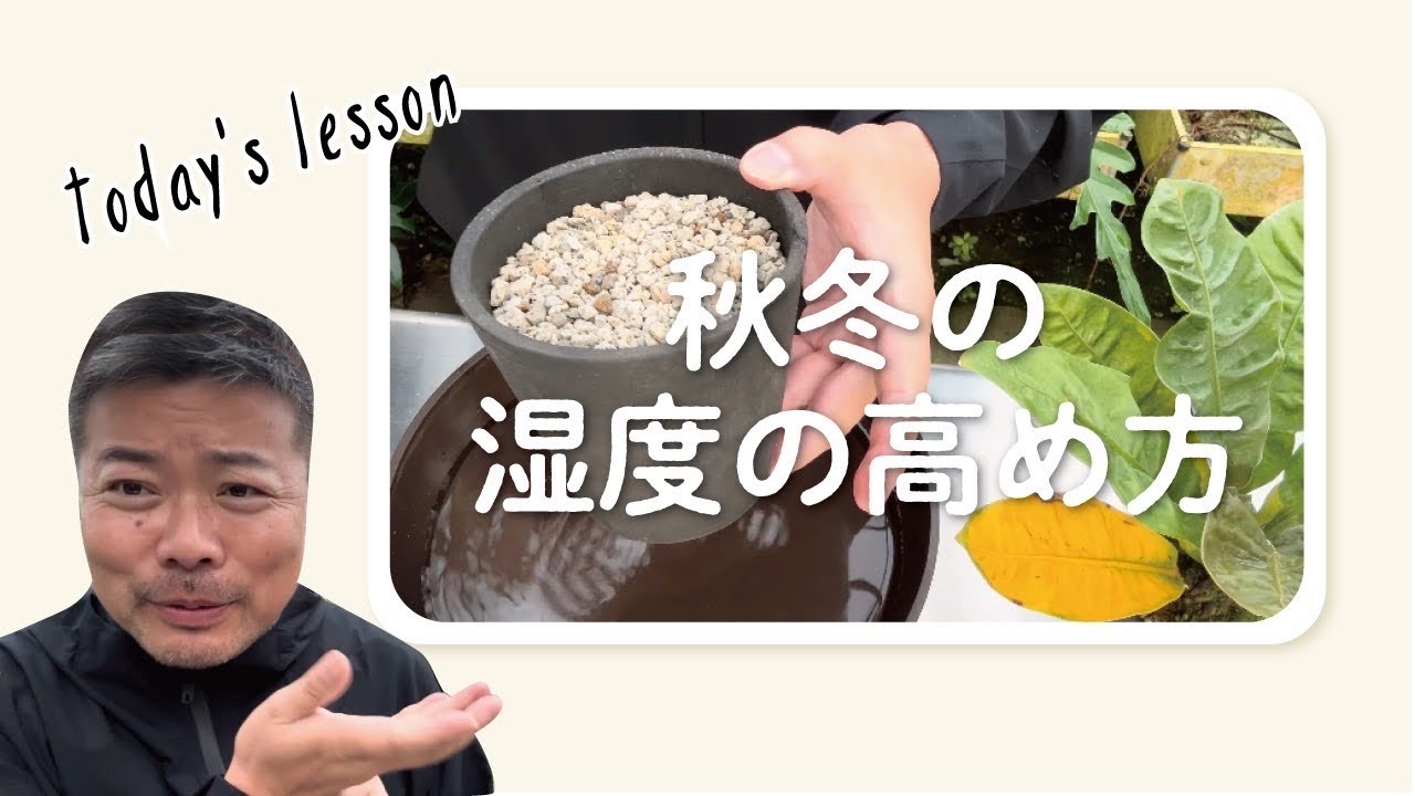 湿度をあげる秋冬管理を解説　#観葉植物 #湿度 #園芸 #育て方