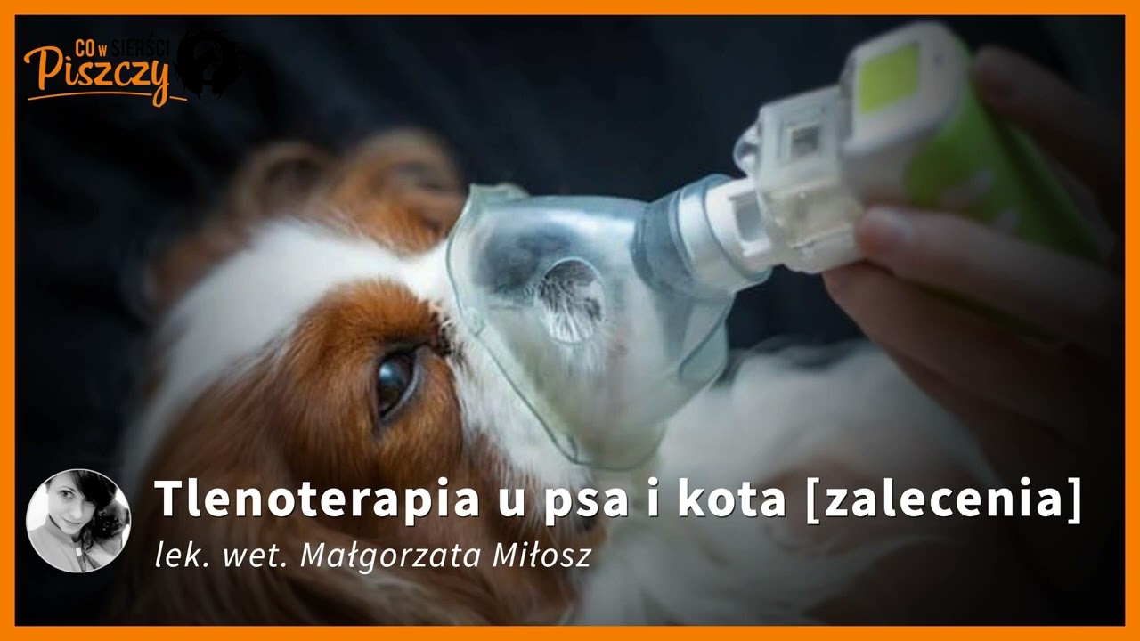 Tlenoterapia u psa i kota | Lek. wet. Małgorzata Miłosz