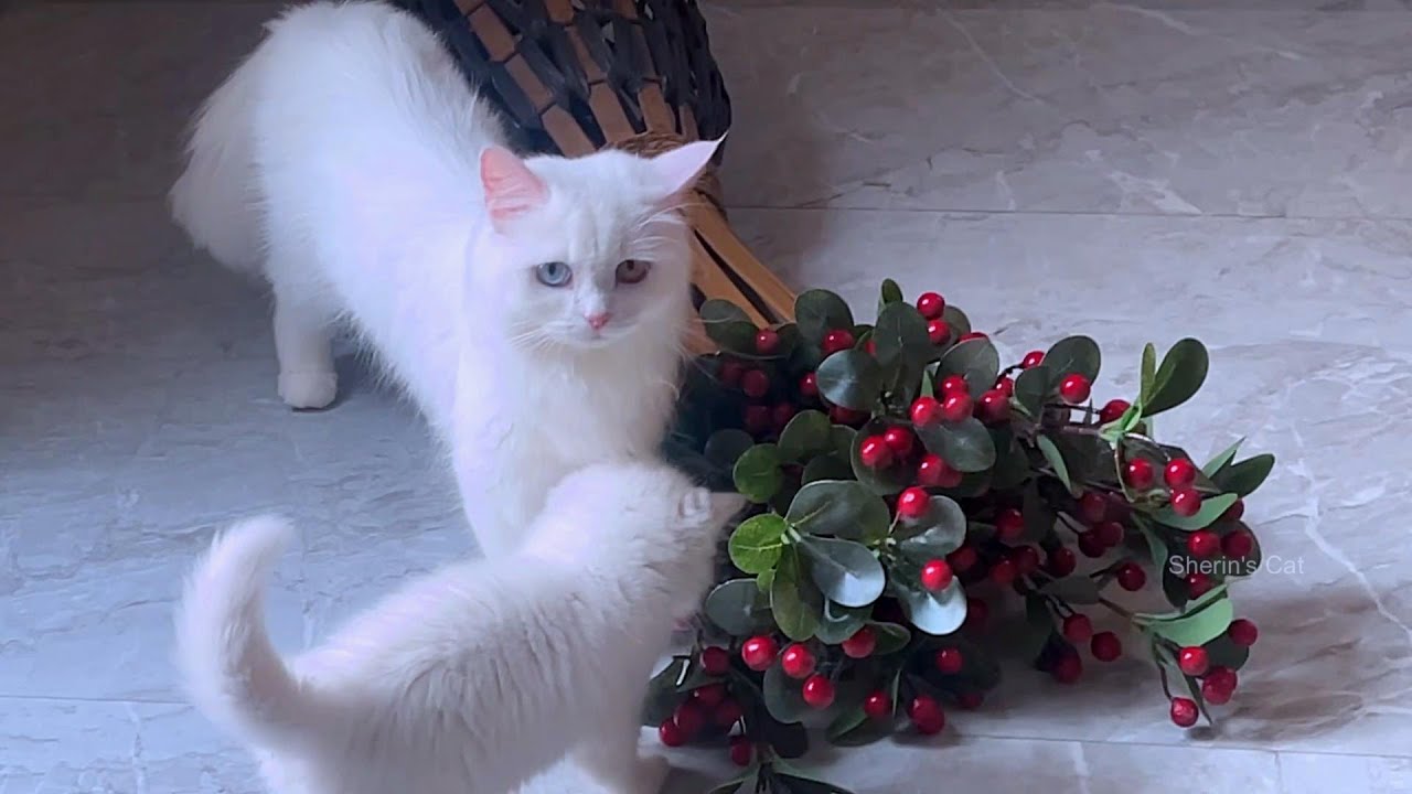 Chinchu un pulla🐈unkita varalaiyama Shasha appa koodathan irupanam🤣