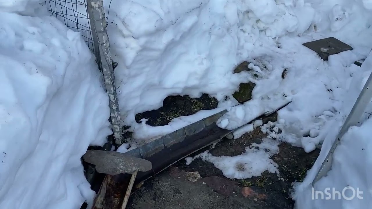12.03.26. Очень стремительно всё тает. Освободила от снега ещё одну дорожку. 