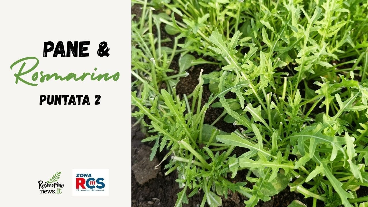 Pane e Rosmarino: Pontecagnano Faiano e la rucola della Piana del Sele IGP