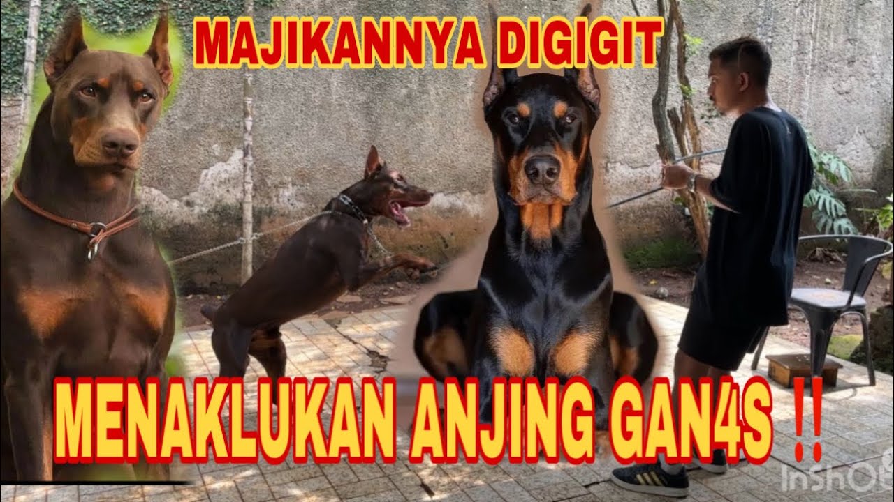 ANJING DOBERMAN G1G1T MAJIKANNYA ‼️ SANGAT BERBAHAYA, SEMUA ORANG DIS3R4NG