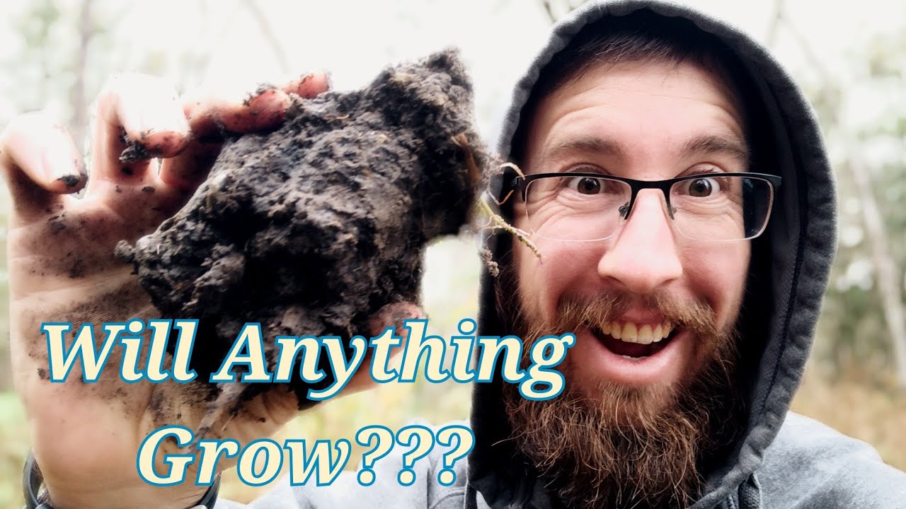 Is this Garden Illegal? Starting a Guerilla Garden!