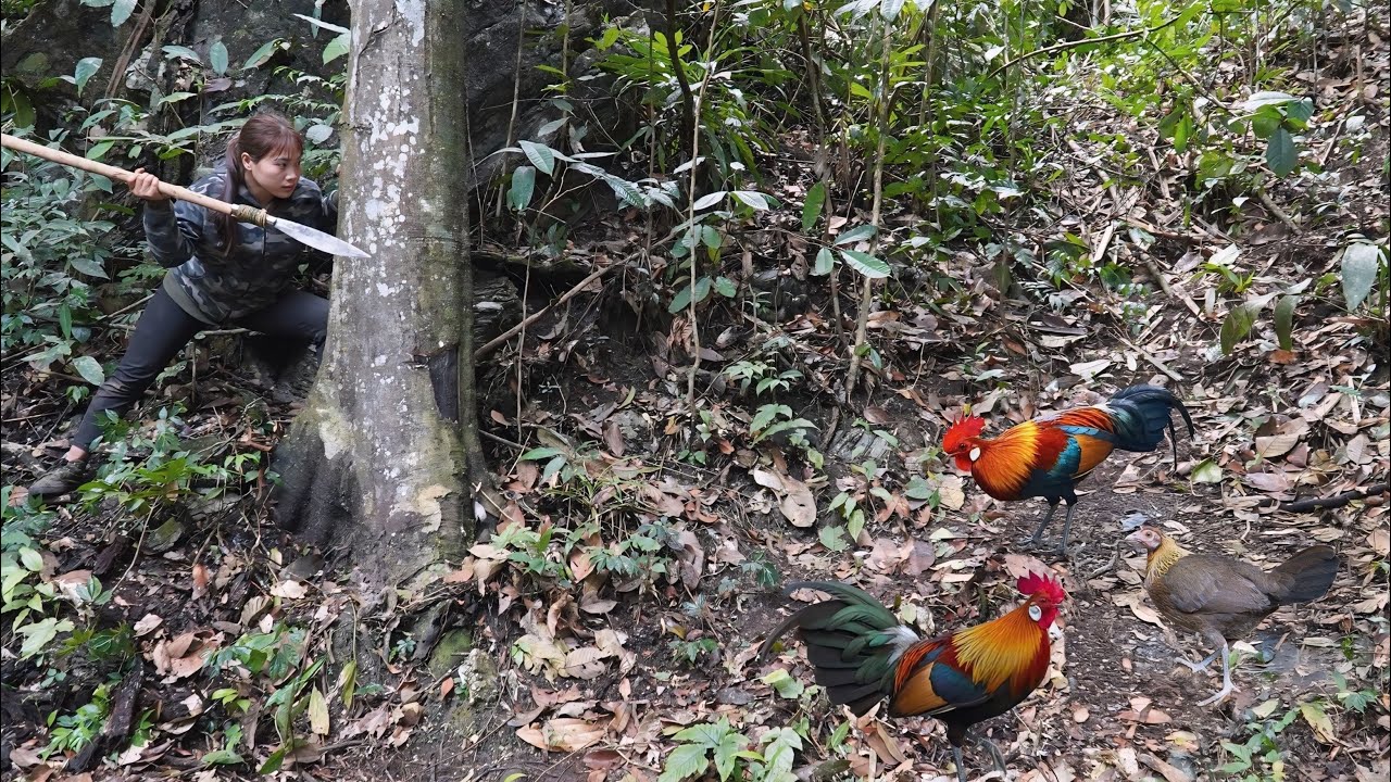 Relocate the shelter, and discover traces of wild jungle fowl, immediately set traps, survival alone