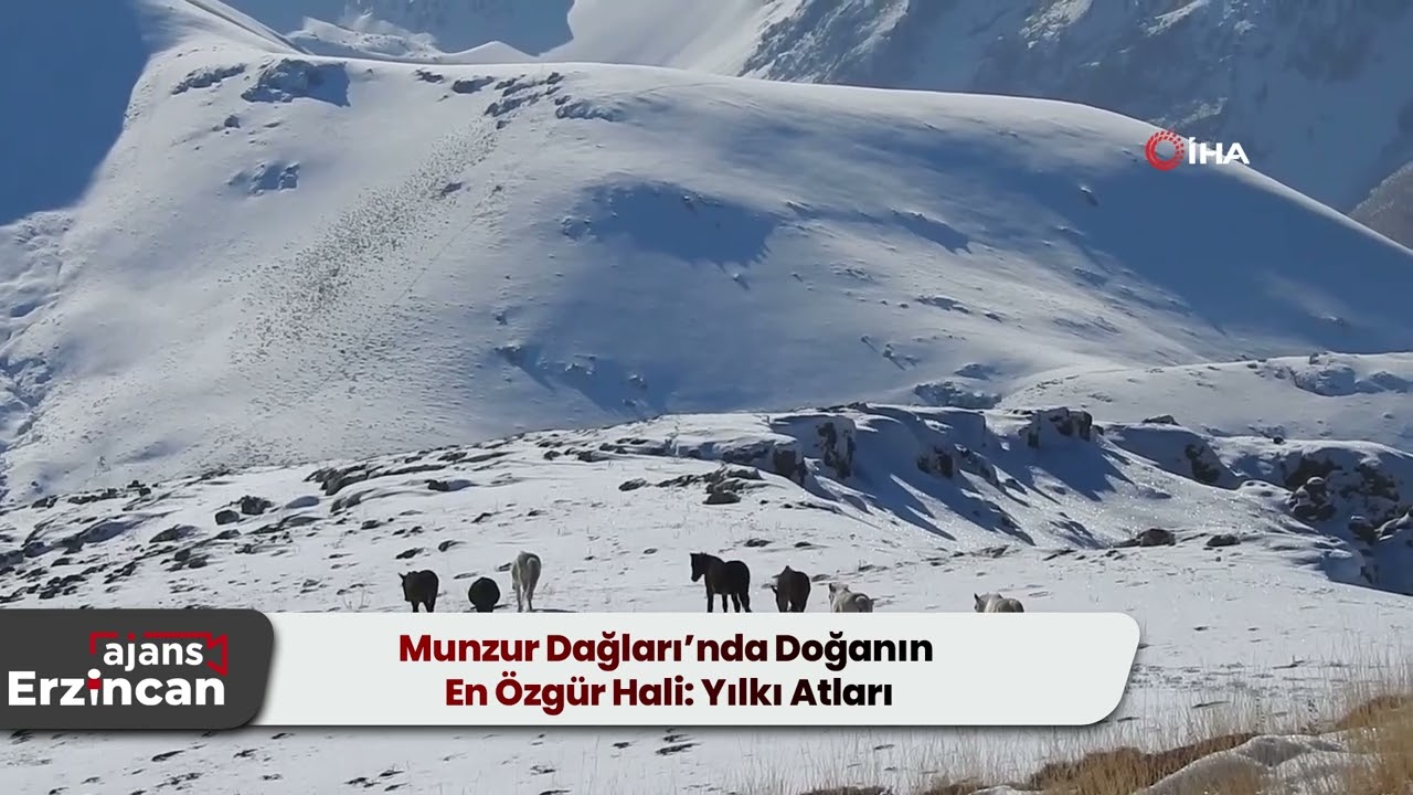 Munzur Dağları’nda Doğanın En Özgür Hali: Yılkı Atları