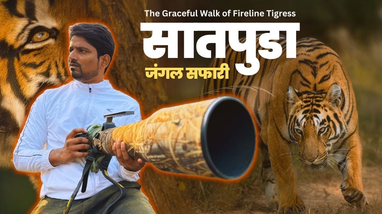 सातपुड्याच्या Fireline TIGRESS 🐅 ची धडाक्यात Entry🔥 तिचा रुबाब, Ramp Walk, Marking & Kill | Ep.3