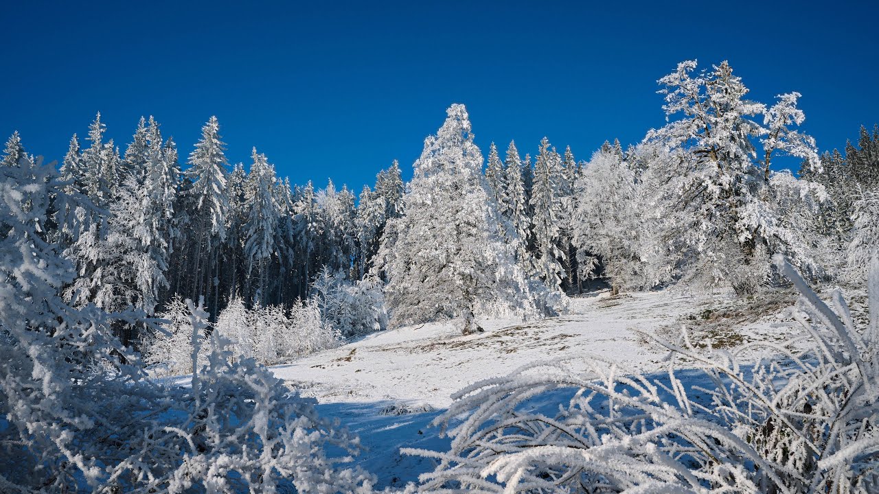 Winter Stillness | Snow-Covered Landscapes | Perfect TV Screensaver 4K