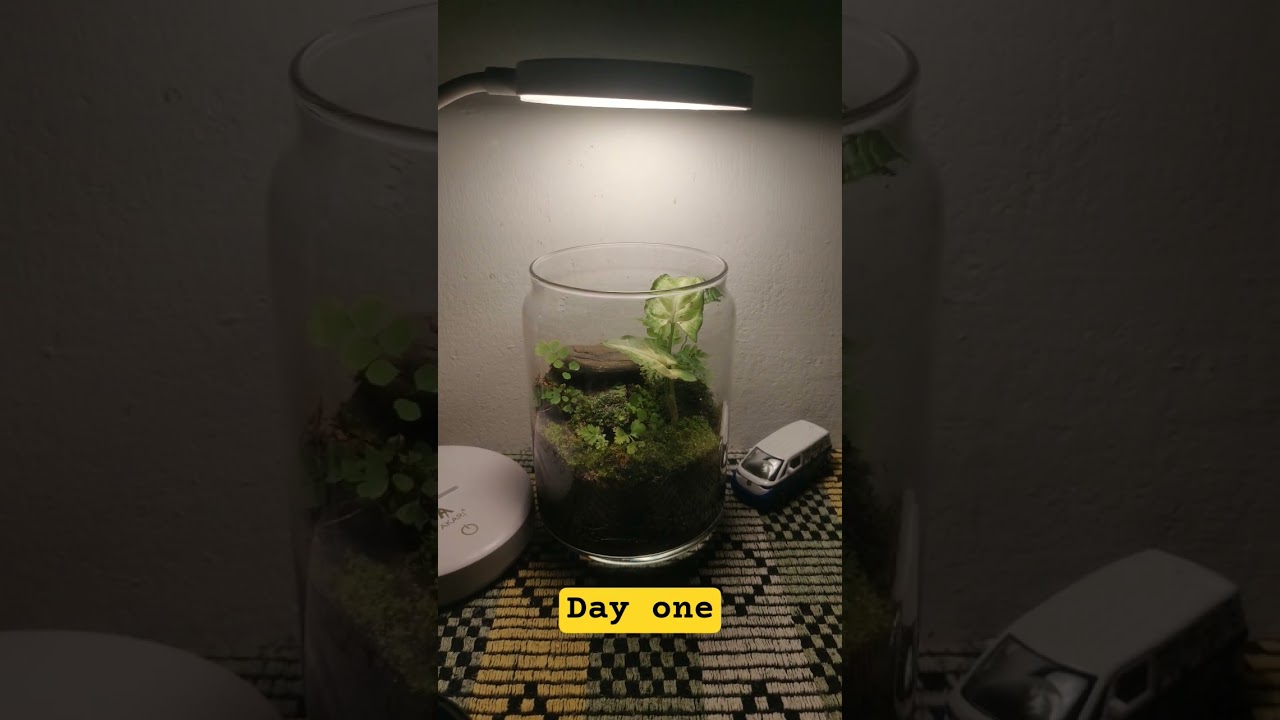 Day 1 of terrarium #terrarium #nature #villagepond #farming #villagelife