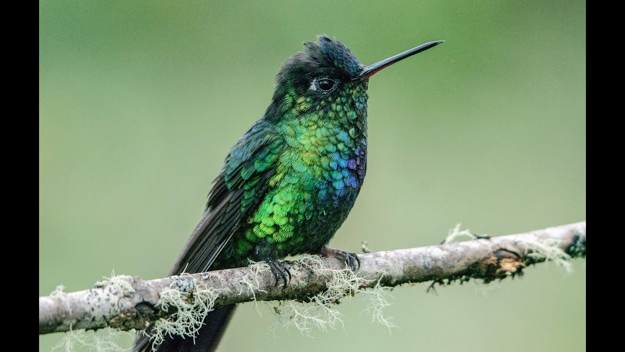 Death Goated Smash or Go Home PVP Ranked Jan 2026