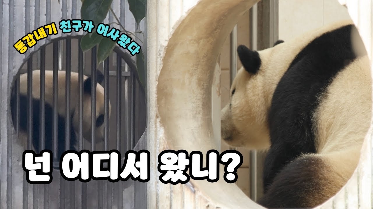 푸바오, 잠도 안 자고 옆집 이사 온 새 이웃을 지켜보는데?
