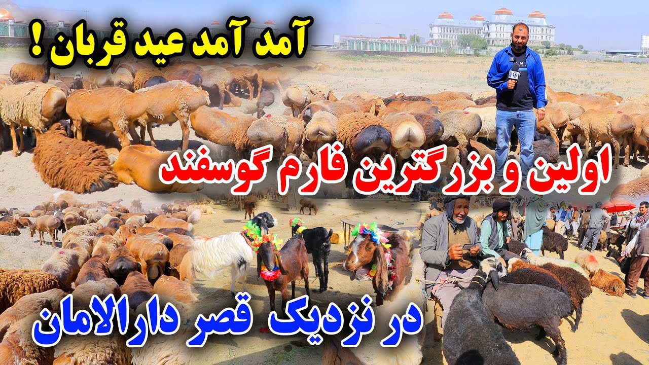 برنامه ویژه غضنفری از فارم نگهداری گوسفند در کابل/آمادگی دومین مال بازار برای عید قربان