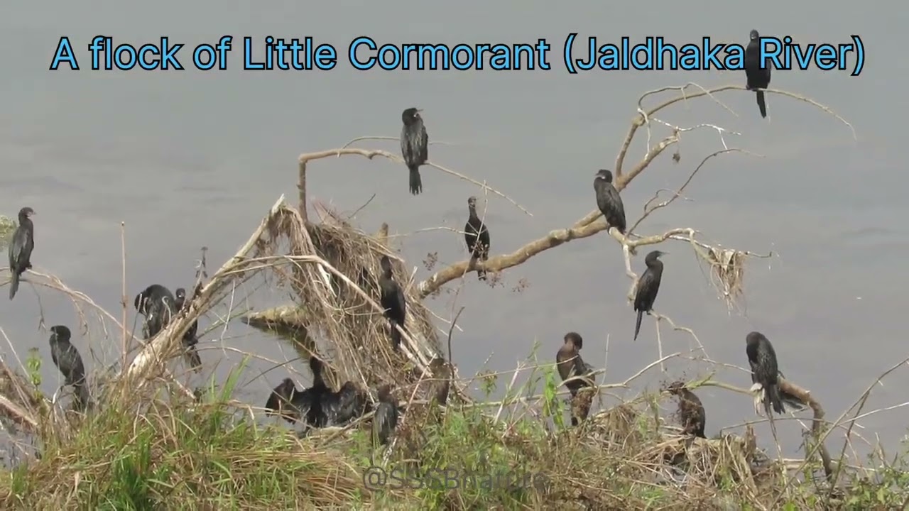 A flock of Little Cormorant || এক ঝাঁক ছোট পানকৌঁড়ি ||#shortvideo @SSSBnaturewithvariety 