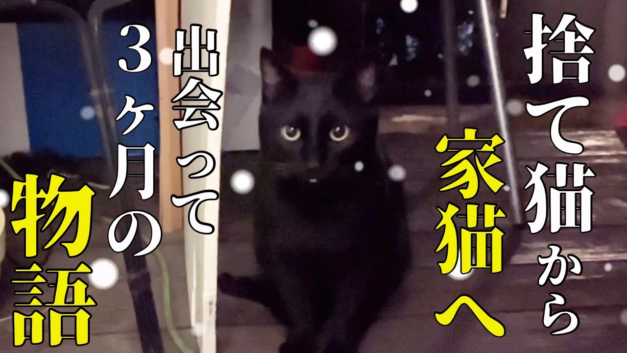 もう来るな！と追い払った野良猫だったのに、まさかこんな事になるなんて．．．【総集編】