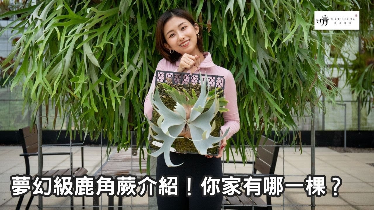 【晴花鹿苑-進階鹿角蕨篇】3棵夢幻級 #鹿角蕨！你家有哪一棵？3 of the most dreamy #staghornfern ! #ビカクシダ #platycerium