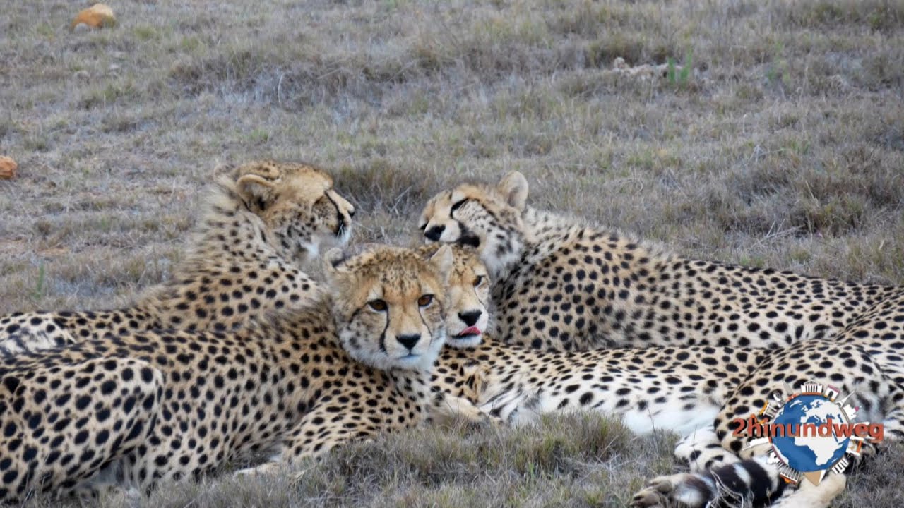 Auf Safari in der Garden Route Game Lodge / Südafrika Roadtrip 2018
