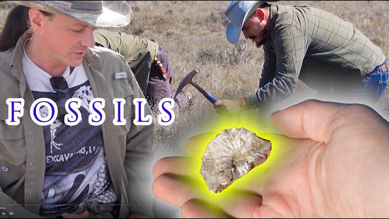 Discovering Ammonite Fossils | Montana 2021