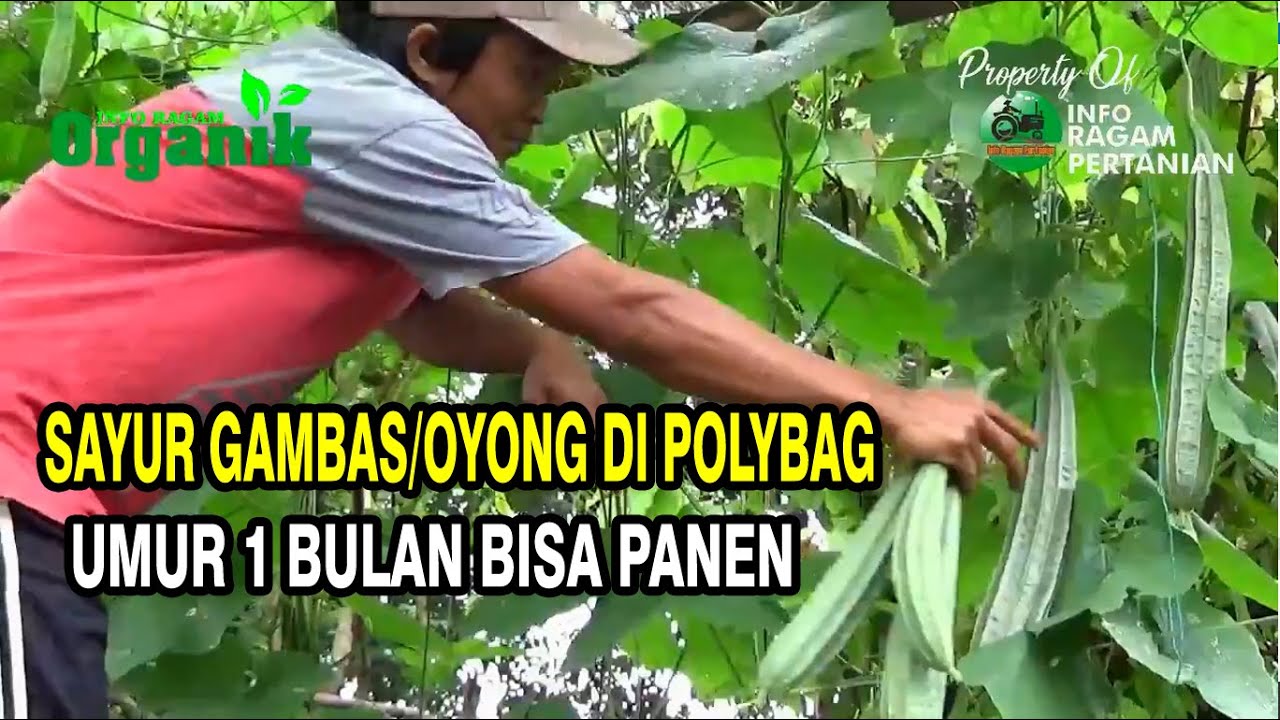 Cara Menanam Gambas/Oyong Organik di Polybag Dari Nol  Sampai Panen