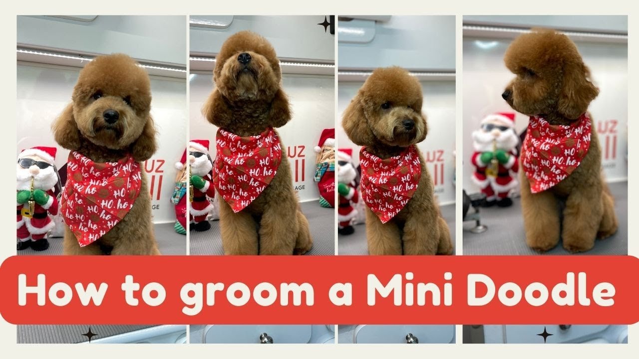 КАК УХАЖИВАТЬ ЗА МИНИ-ЗОЛОТАНЦЕМ 😊