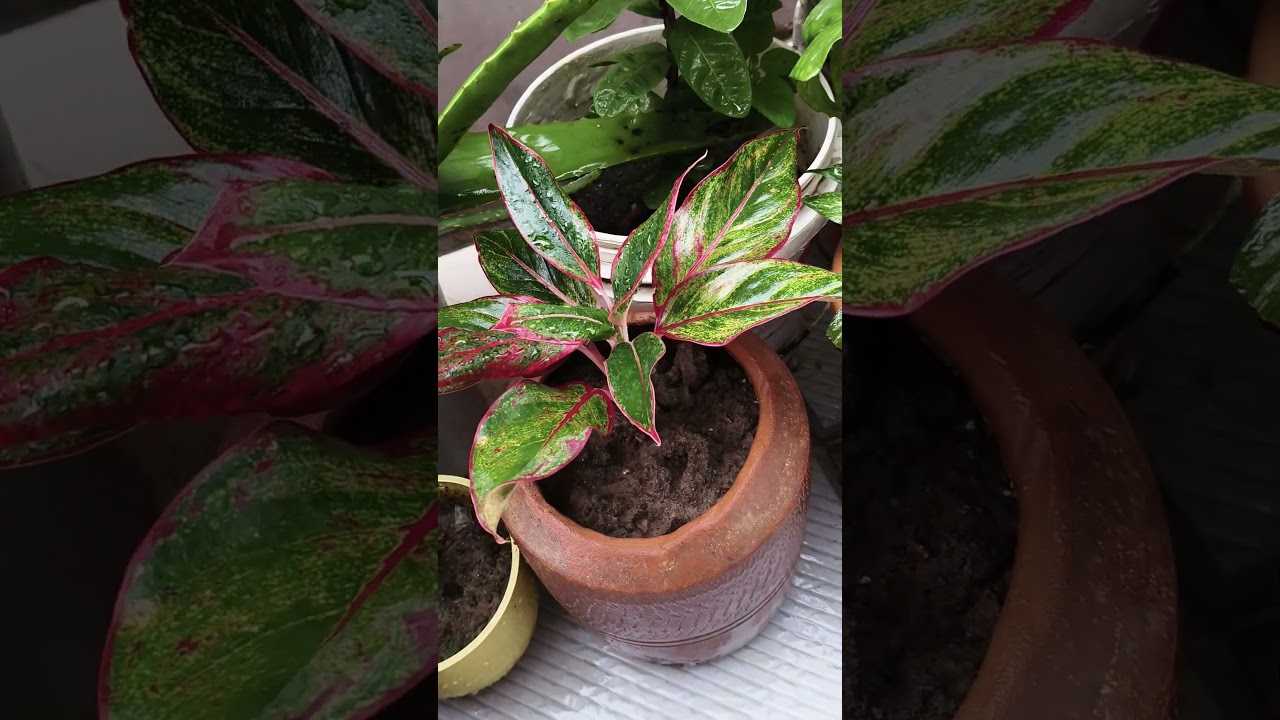 Beautiful Aglonema Plants 