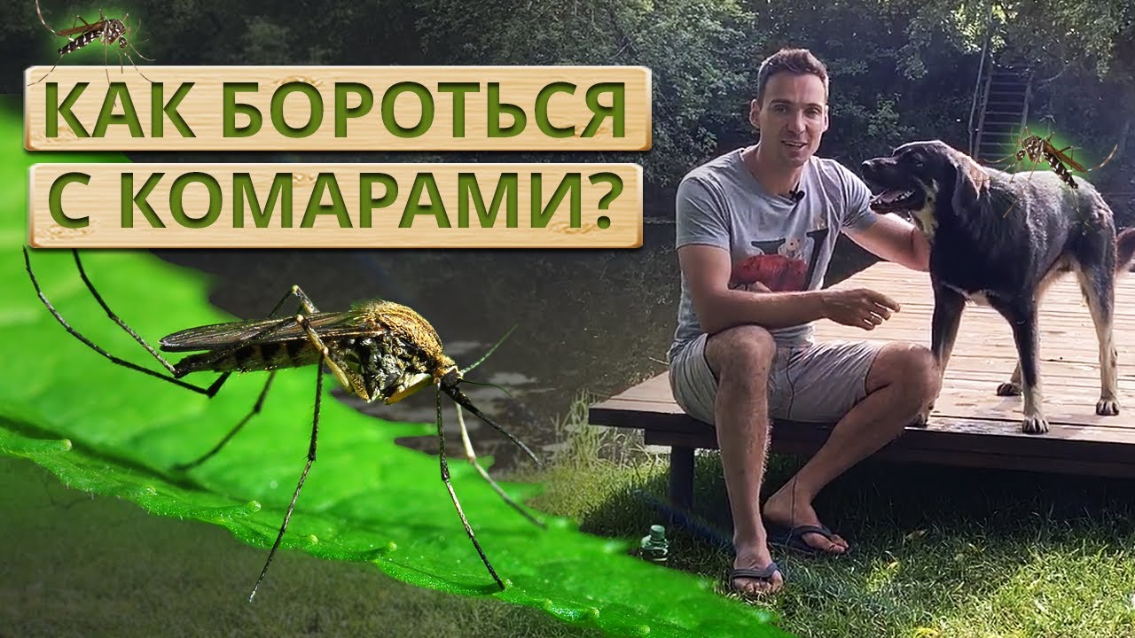Как избавиться от комаров на участке? Обработка участка от комаров