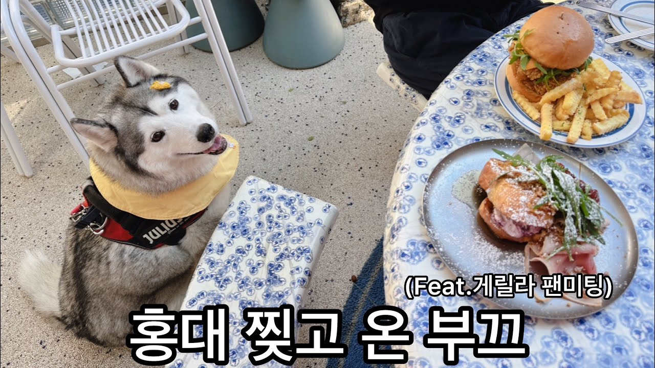 홍대 찢고 온 부끄 (feat.게릴라팬미팅)
