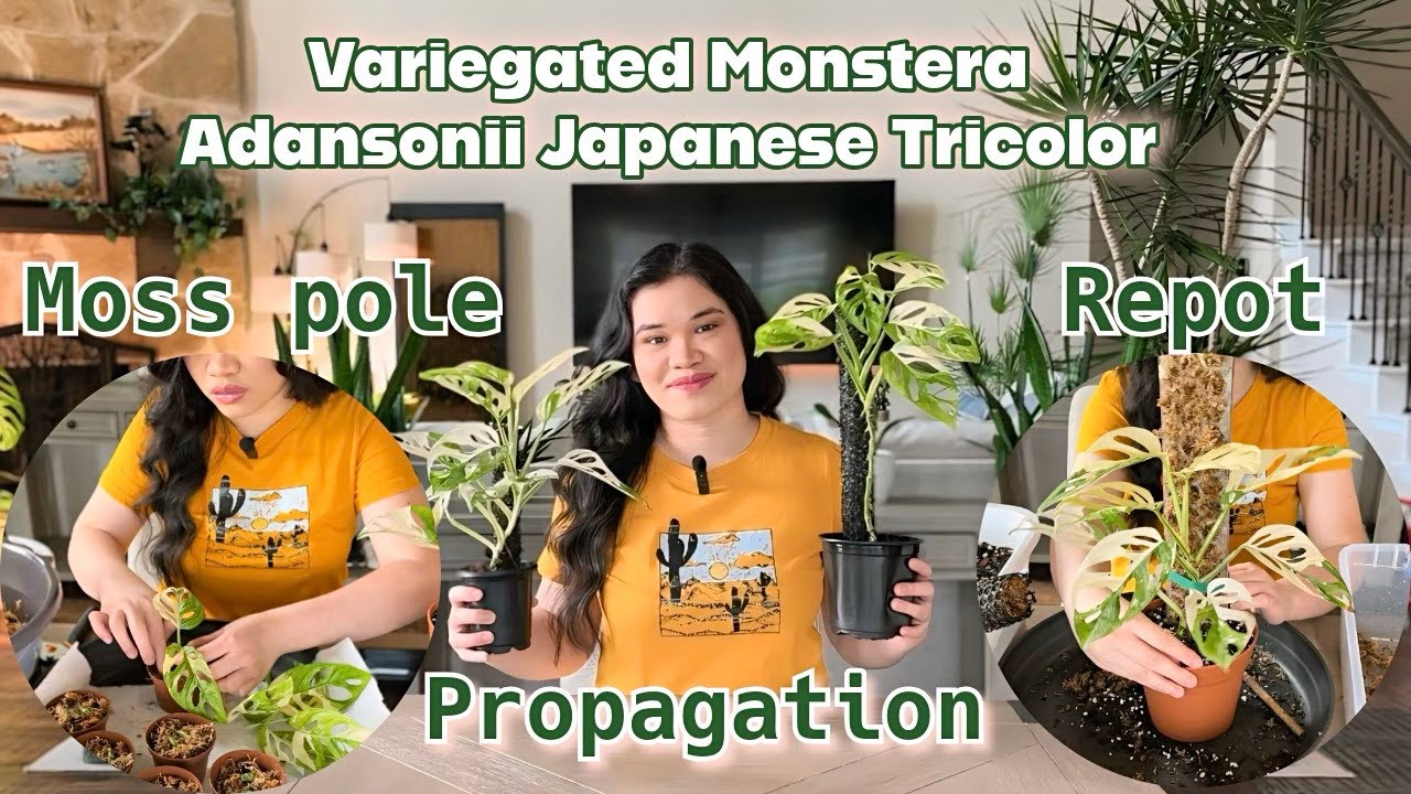 VARIEGATED MONSTERA ADANSONII JAPANESE TRICOLOR | repot, propagation and moss pole