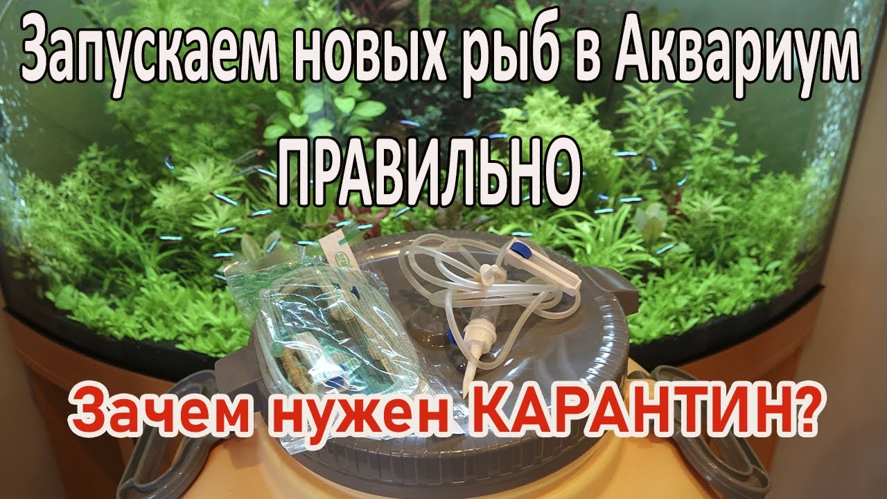 Запускаем купленную рыбу в свой аквариум правильно.Карантин