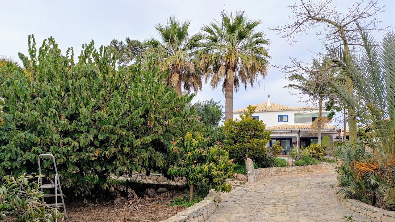 Mind blowing subtropical fruit tree collection in S Portugal